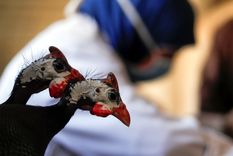 gripe aviar La gripe aviar está en distintos puntos del planeta. Foto: EFE gripe aviar La gripe aviar está en distintos puntos del planeta. Foto: EFE