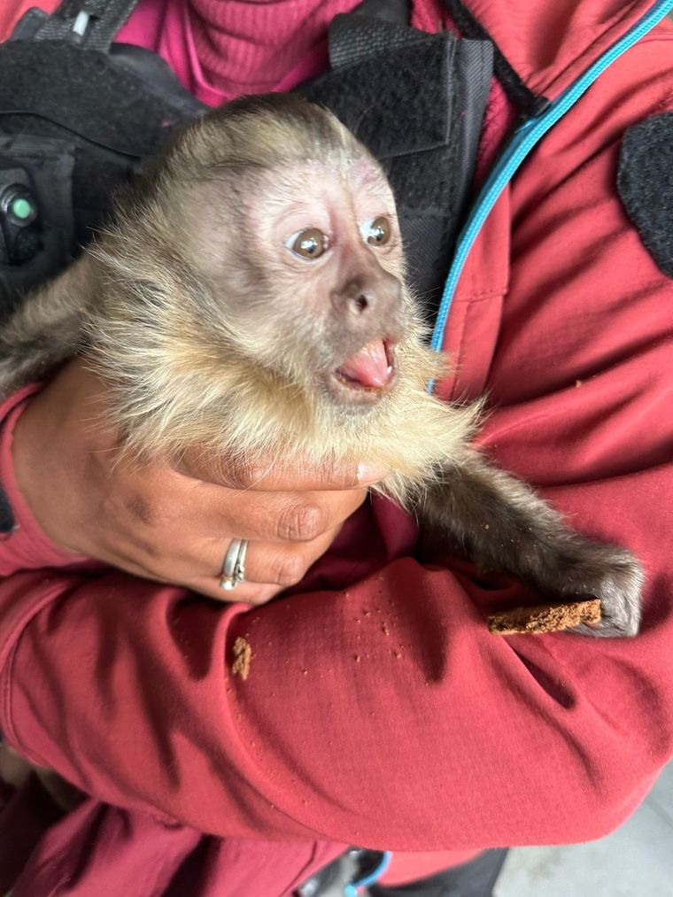 El mono fue rescatado de un domicilio particular durante un allanamiento en Mataderos Foto: MPF CABA