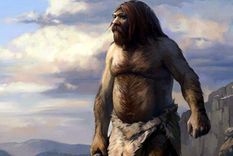 Los neandertales eran semejantes a los posteriores homo sapiens.