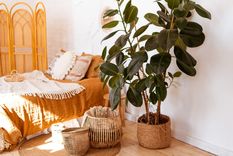 Jardín Plantas de interior Foto: shutterstock