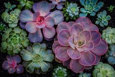 Con este método de enraizamiento podrás tener el jardín lleno de suculentas Foto: Fuente: Shutterstock