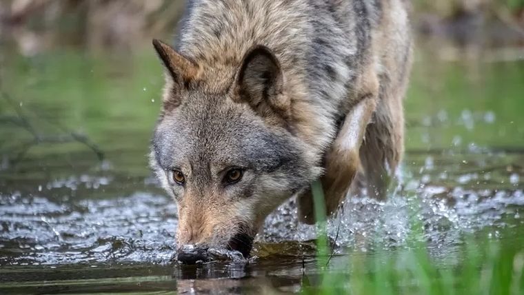 Hay alrededor de 20 lobos adultos en los Países Bajos. Foto: GETTY IMAGES