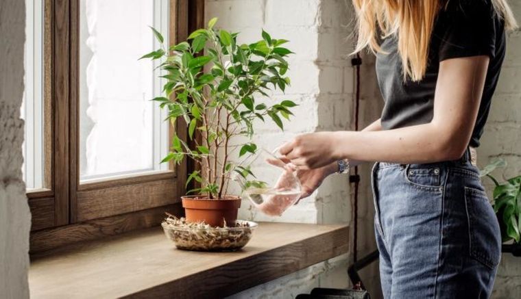 Este abono casero hará que tus plantas luzcan hermosas. Foto: Shutterstock