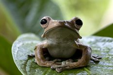 El mensaje del sapo, según el Feng Shui.