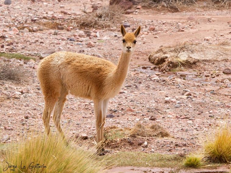 La lana de vicuña, la más cara del mundo. Foto: Eco Registros