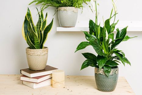 Plantas de interior para baños. Foto: elblogdelatabla.com. Plantas de interior para baños. Foto: elblogdelatabla.com.