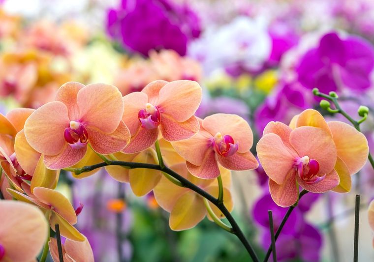 Este enraizador casero es mágico para que las orquídeas florezcan todo el tiempo Foto: SHUTTERSTOCK