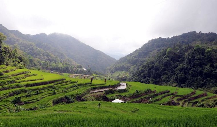 Las selvas tropicales han sido usada por seres humanos profusamente. Foto: Dpa.