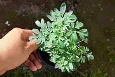 Las hojas de ruda se hierven para aromatizar ambientes y realizar limpiezas simbólicas del hogar. Foto: Shutterstck