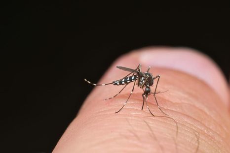 El mosquito Aedes aegypti.