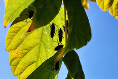 La chinche del arce en el árbol de una lectora de MDZ Foto: Facebook Valeria Gómez