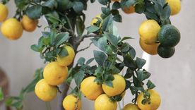 Cómo cuidar a tu limonero usando solo ajos. Foto: Shutterstock Cómo cuidar a tu limonero usando solo ajos. Foto: Shutterstock