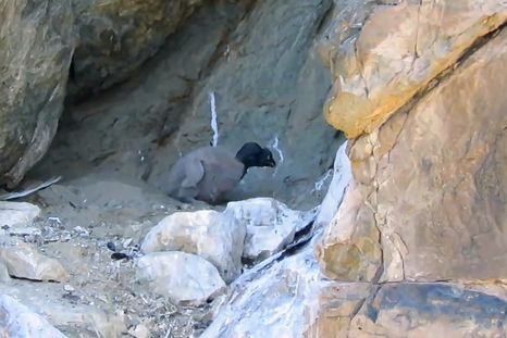 nacio otro condor andino en el parque provincial tupungato nacio otro condor andino en el parque provincial tupungato