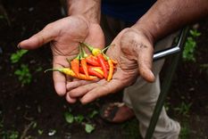 Los chiles son populares en la gastronomía internacional Foto: Shutterstock