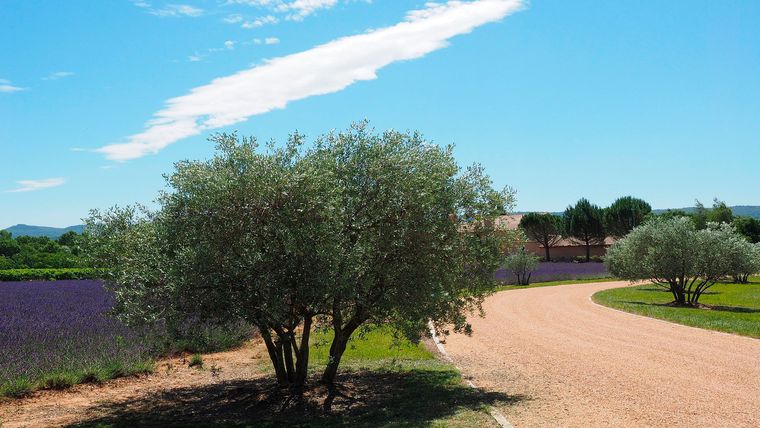 Olivo y lavanda, una de las combinaciones más utilizadas. Olivo y lavanda, una de las combinaciones más utilizadas.