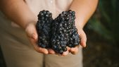 Pinot Noir, una cepa maravillosa. Gentileza. Pinot Noir, una cepa maravillosa. Gentileza.