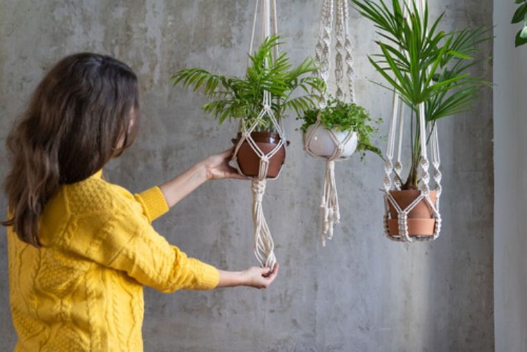 Estas plantas no pueden faltar en tu casa si quieres atraer la abundancia. Foto: Shutterstock