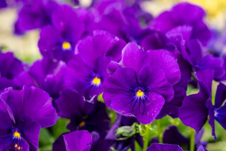 Con estas plantas es posible llenar el jardín de color en otoño. Foto: Archivo Con estas plantas es posible llenar el jardín de color en otoño. Foto: Archivo