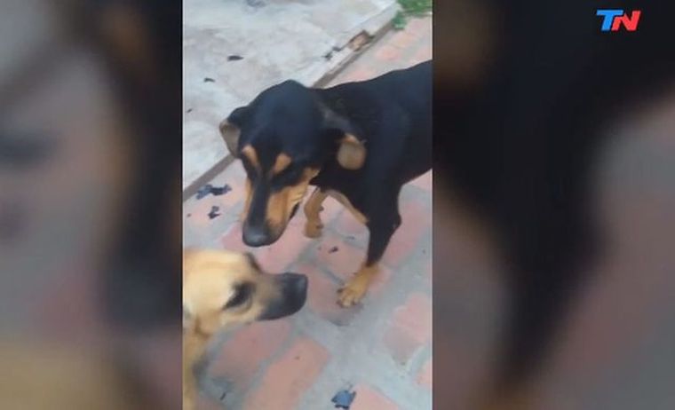 La perrita se hizo viral.