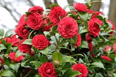 Cómo florecer tu jardín en invierno (Shutterstock).
