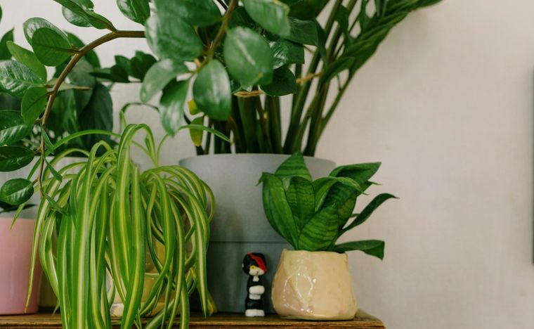 Todos los fertilizantes -sean orgánicos o inorgánicos- son una mezcla de nitrógeno (N), fósforo (P) y potasio (K). Foto: Pexels.com