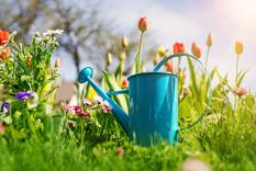 Foto: SHUTTERSTOCK