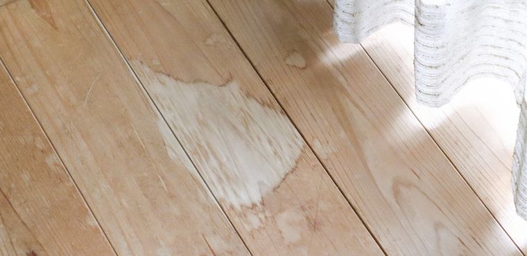 Cuando el perro haga sus necesidades en el lugar correcto, dale un premio. Foto: Shutterstock