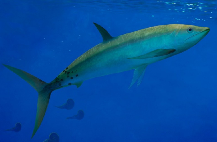 Representación del KayKay lafken (CONICET)