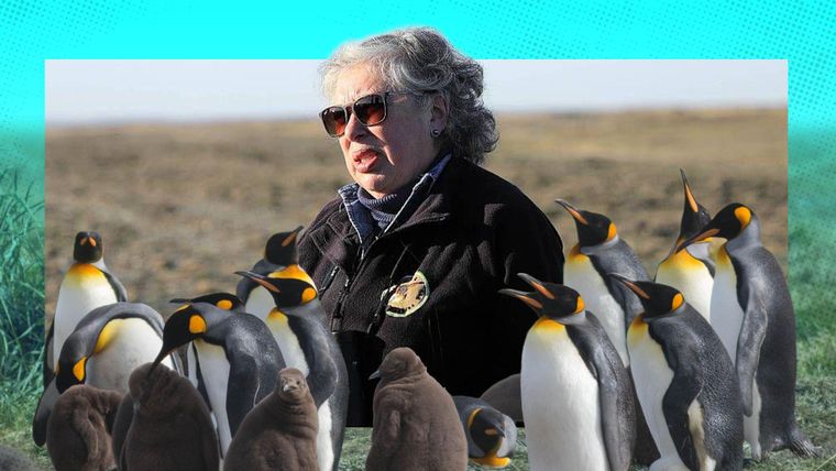 La lucha de Durán Gafo permitió que los pingüinos encontraran un espacio seguro y establecieran una colonia única en Tierra del Fuego.