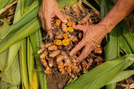 JARDÍN La cúrcuma es capaz de mejorar la función inmune y reducir las complicaciones cardiovasculares Foto: SHUTTERSTOCK JARDÍN La cúrcuma es capaz de mejorar la función inmune y reducir las complicaciones cardiovasculares Foto: SHUTTERSTOCK