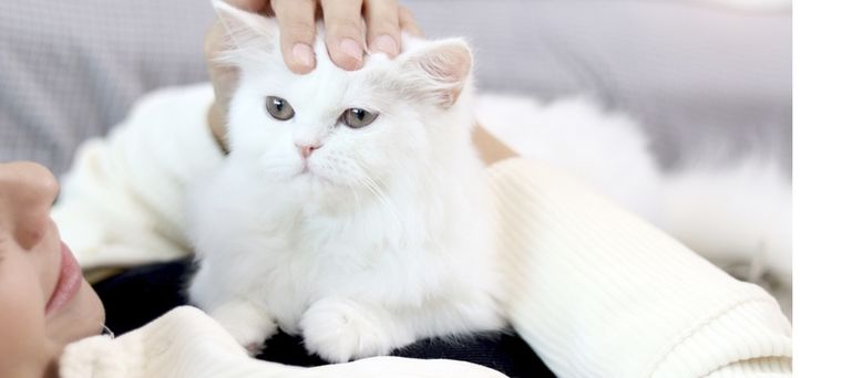 Los gatos demuestran que pueden ser tan cariñosos como los perros Foto: Shutterstock