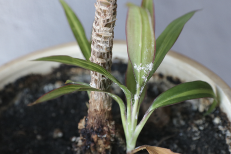 Jardinería: cómo preparar un insecticida natural con ingredientes que ya tenés en casa. Foto: Shutterstock Jardinería: cómo preparar un insecticida natural con ingredientes que ya tenés en casa. Foto: Shutterstock