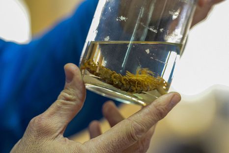 Insectos del Conicet en Mendoza revelan datos clave para la justicia y el cuidado ambiental. Insectos del Conicet en Mendoza revelan datos clave para la justicia y el cuidado ambiental.