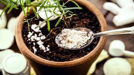 Las cáscaras de huevo crean una barrera física que detiene a caracoles y babosas sin dañar mascotas ni el ambiente. Foto: Shutterstock Las cáscaras de huevo crean una barrera física que detiene a caracoles y babosas sin dañar mascotas ni el ambiente. Foto: Shutterstock