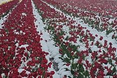 Las nevadas sorprendieron en plena primavera Foto: IG Tulipanes Patagonia
