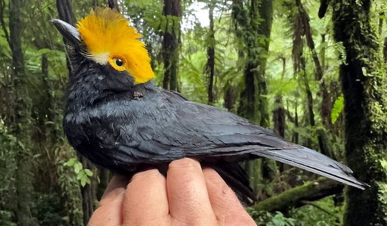 La primera fotografía del Prionops alberti fue tomada durante una expedición reciente dirigida por científicos de la Universidad de Texas en El Paso. Foto: Dpa.