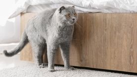 Aunque parezca acumulación de grasa, la mayoría de los gatos activos y sanos poseen esta solapa de piel suelta. Foto: Shutterstock Aunque parezca acumulación de grasa, la mayoría de los gatos activos y sanos poseen esta solapa de piel suelta. Foto: Shutterstock
