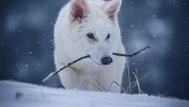 Los cachorros fueron presentados como lobos huargos, pero los expertos afirman que solo comparten rasgos físicos con la especie extinta. Foto: Colossal Biosciences