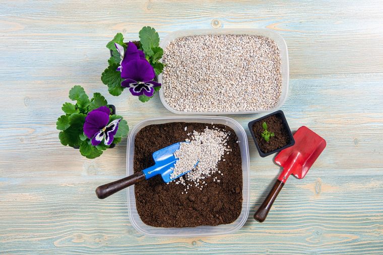 Los platos con agua y piedras generan humedad ambiental que favorece a las plantas. Foto: Shutterstock Los platos con agua y piedras generan humedad ambiental que favorece a las plantas. Foto: Shutterstock