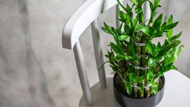 Plantas de la abundancia. Foto: Shutterstock Plantas de la abundancia. Foto: Shutterstock