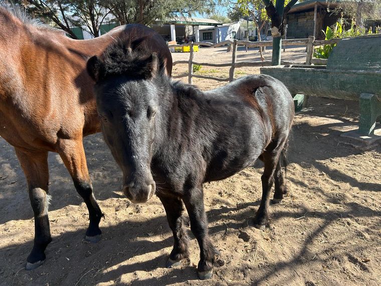 Los animales robados fueron encontrados por efectivos de la División Rural e Investigaciones en un operativo policial.