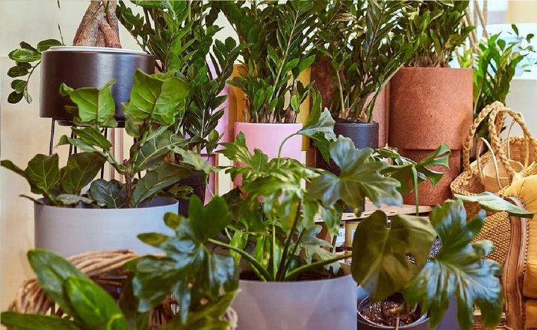 Nosotros nos debemos adaptar a las plantas y no las plantas a nosotros. Hay plantas que necesitan mucha luz y otras que el exceso de sol las daña. Foto: Instagram @claudivalentina