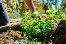 Citronela, el mejor repelente. Foto: Fuente: Shutterstock