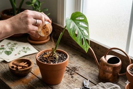 La canela es ideal para las plantas. Fuente: IA Gemini. La canela es ideal para las plantas. Fuente: IA Gemini.