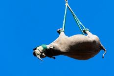 Los científicos de la Universidad de Cornell querían saber si la salud de los animales podría verse comprometida cuando cuelgan de sus patas debajo de un helicóptero. Foto: GETTY IMAGES Pie de foto,