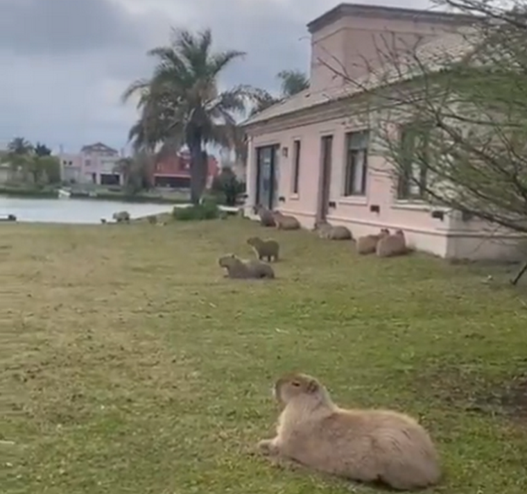 La vecina de Nordelta pidió que los reubiquen los carpinchos que invadieron su jardín: Pago tres lotes de expensas para que destrocen el jardín. Foto: Captura de video