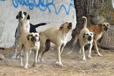 El pequeño sufrió lesiones graves que terminaron con su vida Foto: Ministerio de Seguridad (Imagen Ilustrativa)