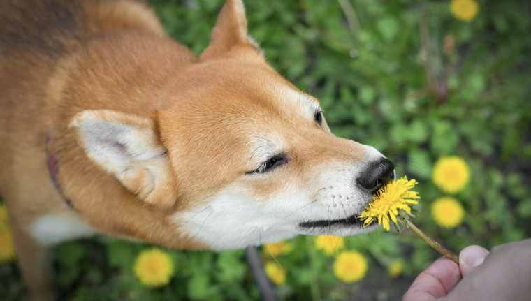 El diente de león es una de las plantas que tu perro si puede consumir Foto: Shutterstock