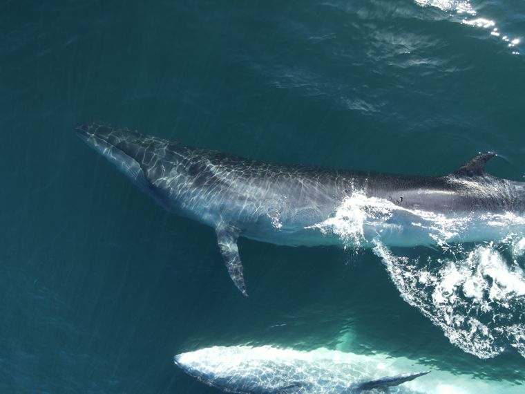 La ballena sei llevaba casi 100 años desaparecida de las costas de Argentina.