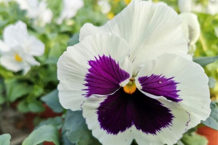 Esta es la planta que tiene flores todo el año Foto: Freepick